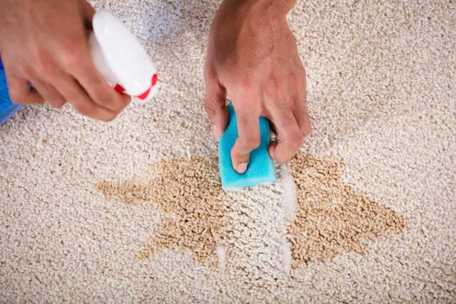 A person is cleaning a carpet with a sponge and spray.